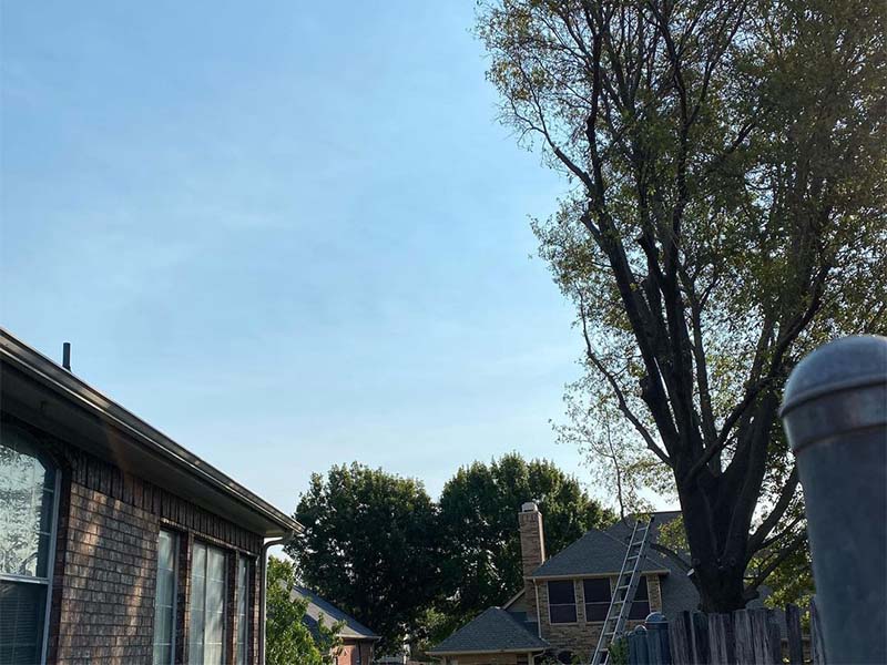 Tree care work in Addison, Texas