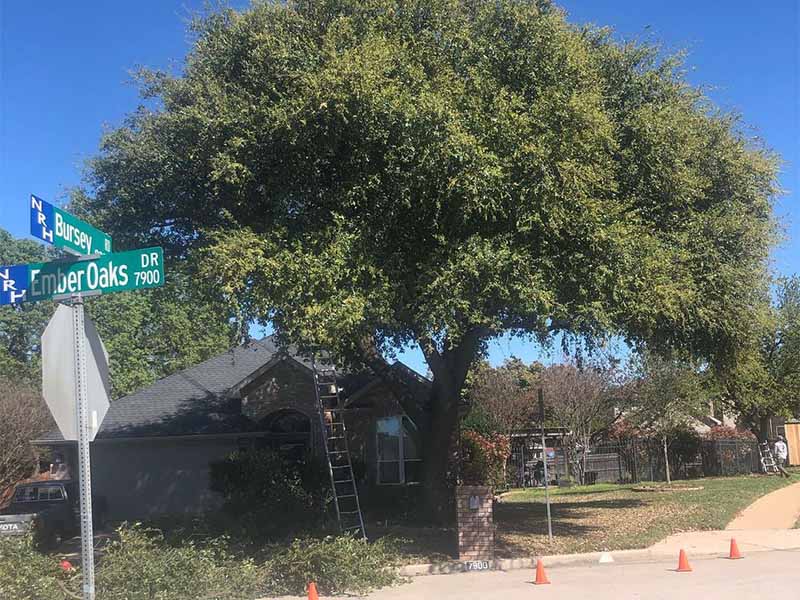 Tree trimming project in Addison, Texas